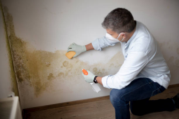 Best Black Mold Removal  in Basalt, CO