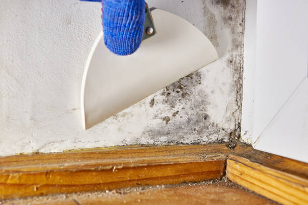 Biohazard Mold Removal in Basalt, CO